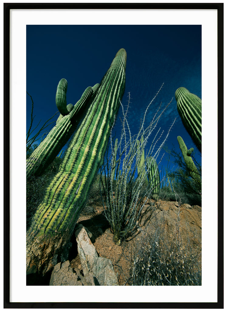 Färgfotografi av den kända Saguaro-kaktusen. Svart ram